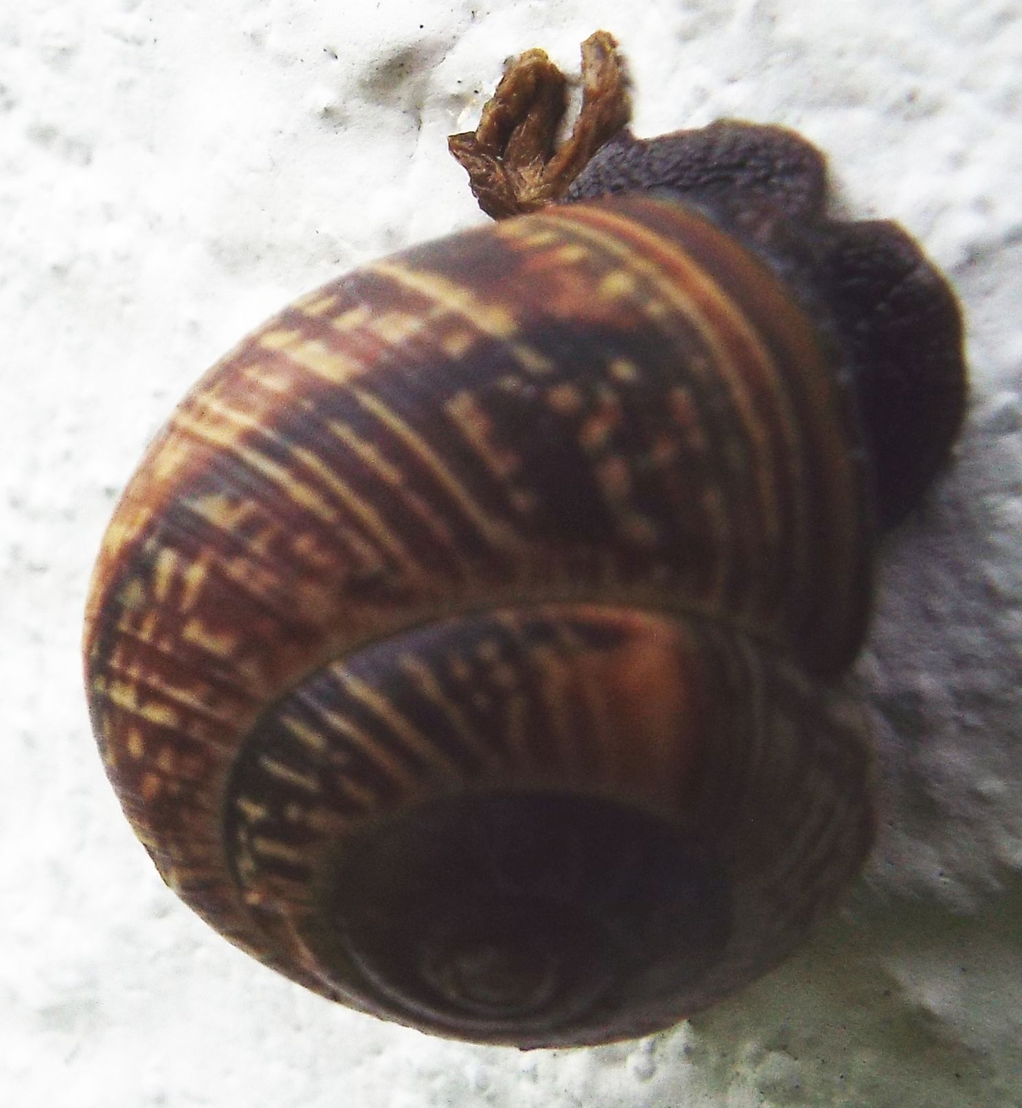 Chiocciole da identificare: Arianta arbustorum